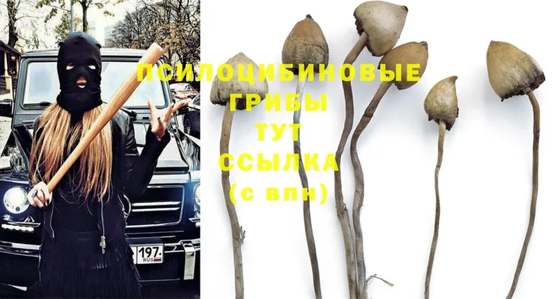 Галлюциногенные грибы Psilocybine cubensis  OMG маркетплейс  Энем 